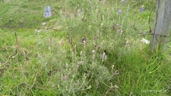 Lupinus altimontanus
