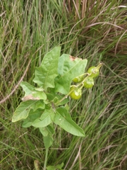 Solanum carolinense