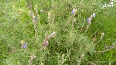 Lupinus altimontanus