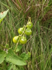 Solanum carolinense