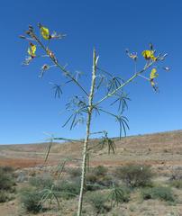 Coalisina angustifolia image