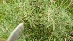 Lupinus altimontanus
