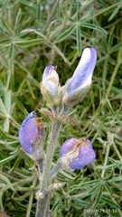 Lupinus altimontanus