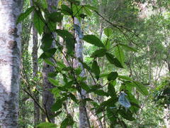 Trichocladus crinitus