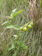 Solanum carolinense