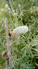 Lupinus altimontanus