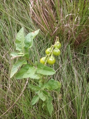 Solanum carolinense