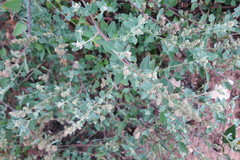 Chenopodium mucronatum