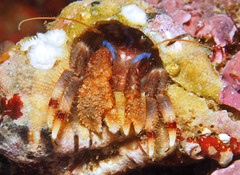 Haigiopagurus diegensis