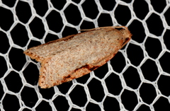 Meritastis piperata