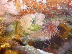 Chorisochismus dentex