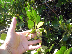 Laurelia sempervirens