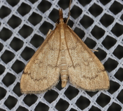 Metasia dicealis