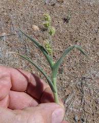 Brachiaria glomerata