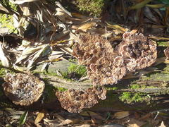 Rhodofomitopsis lilacinogilva image