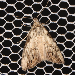 Nola pleurochorda