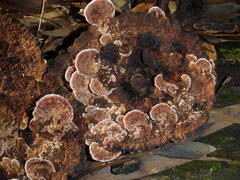 Rhodofomitopsis lilacinogilva image