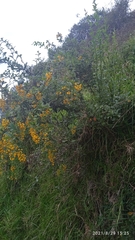 Berberis hallii