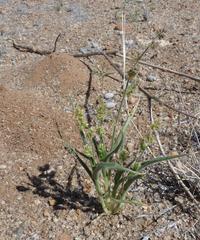Brachiaria glomerata