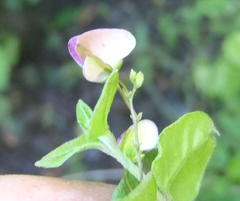 Polygala macowaniana
