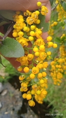 Berberis hallii
