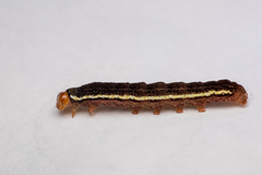 Spodoptera
