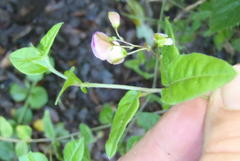 Polygala macowaniana
