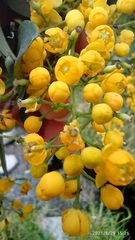Berberis hallii