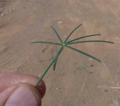 Coalisina angustifolia subsp. diandra image