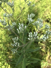 Eupatorium altissimum