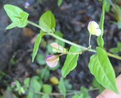 Polygala macowaniana