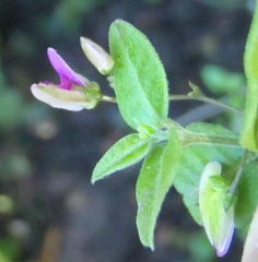 Polygala macowaniana