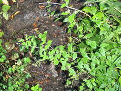 Polygala macowaniana