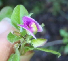 Polygala macowaniana