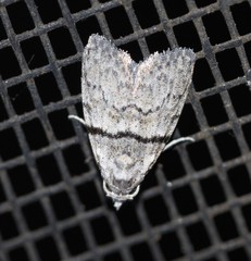 Nola pygmaeodes
