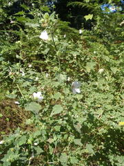 Pavonia columella