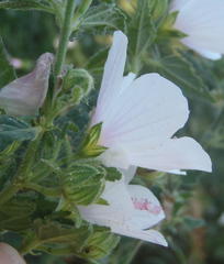 Pavonia columella