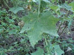 Pavonia columella