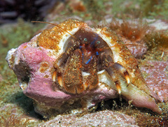 Haigiopagurus diegensis