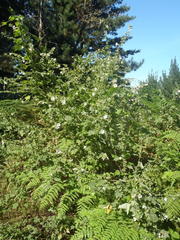 Pavonia columella