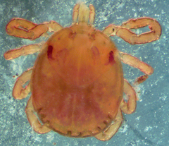 Amblyomma americanum