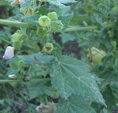Pavonia columella