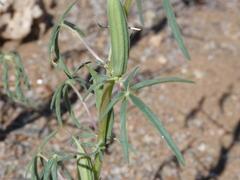 Sesamum triphyllum triphyllum