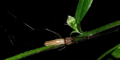 Tetragnatha montana
