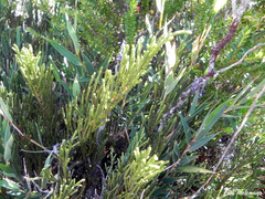 Lepidothamnus fonkii