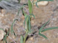 Sesamum triphyllum triphyllum