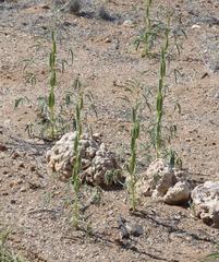 Sesamum triphyllum triphyllum