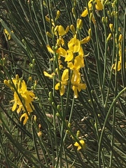 Spartium junceum
