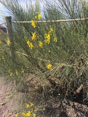 Spartium junceum