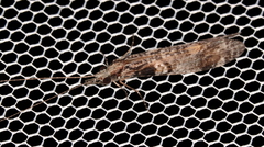 Triplectidinae